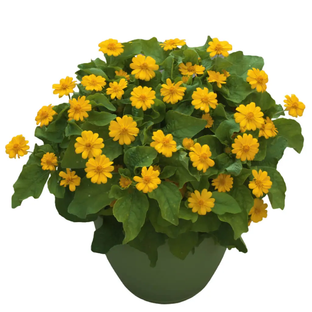 Melampodium