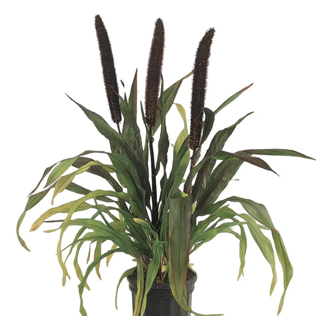 Ornamental Grass