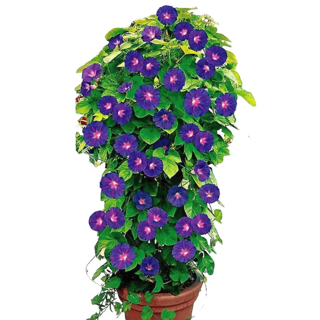 Morning Glory
