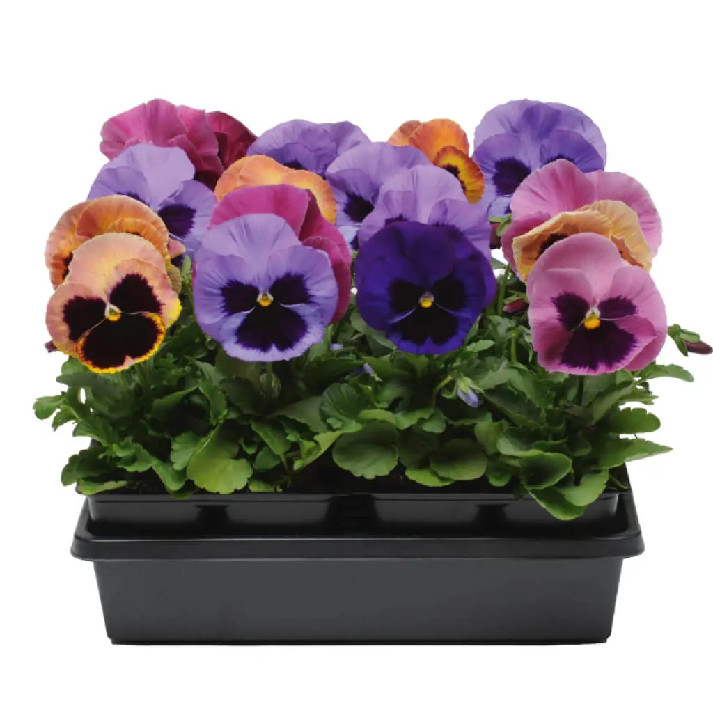 Pansy