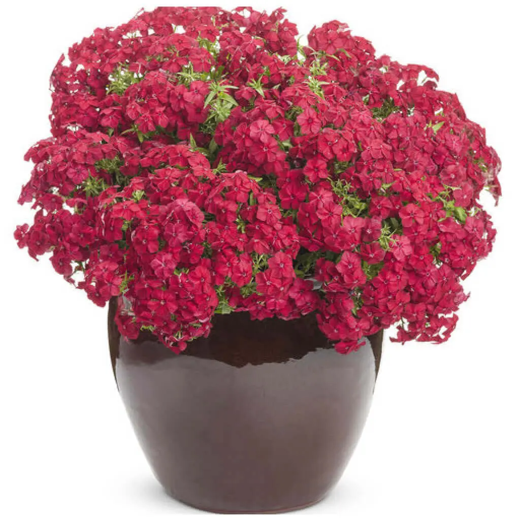 Phlox