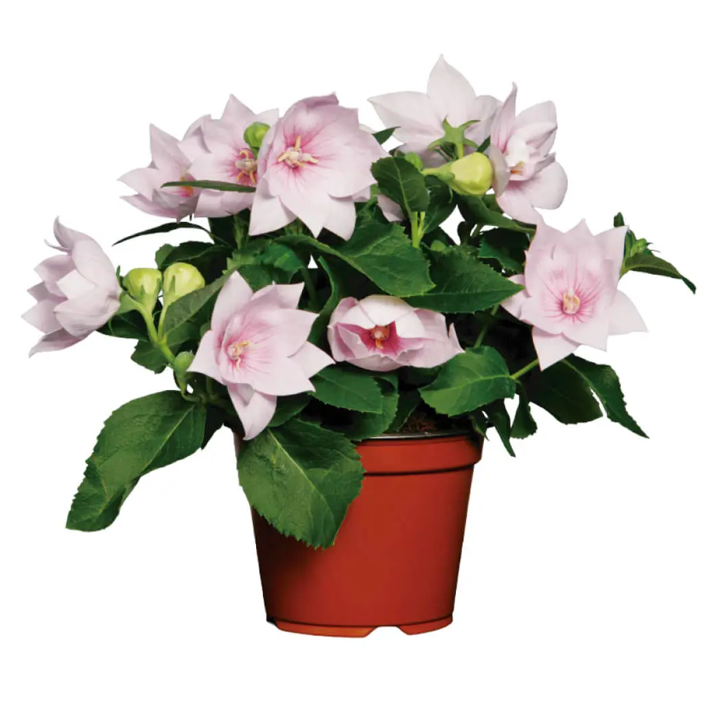 Platycodon