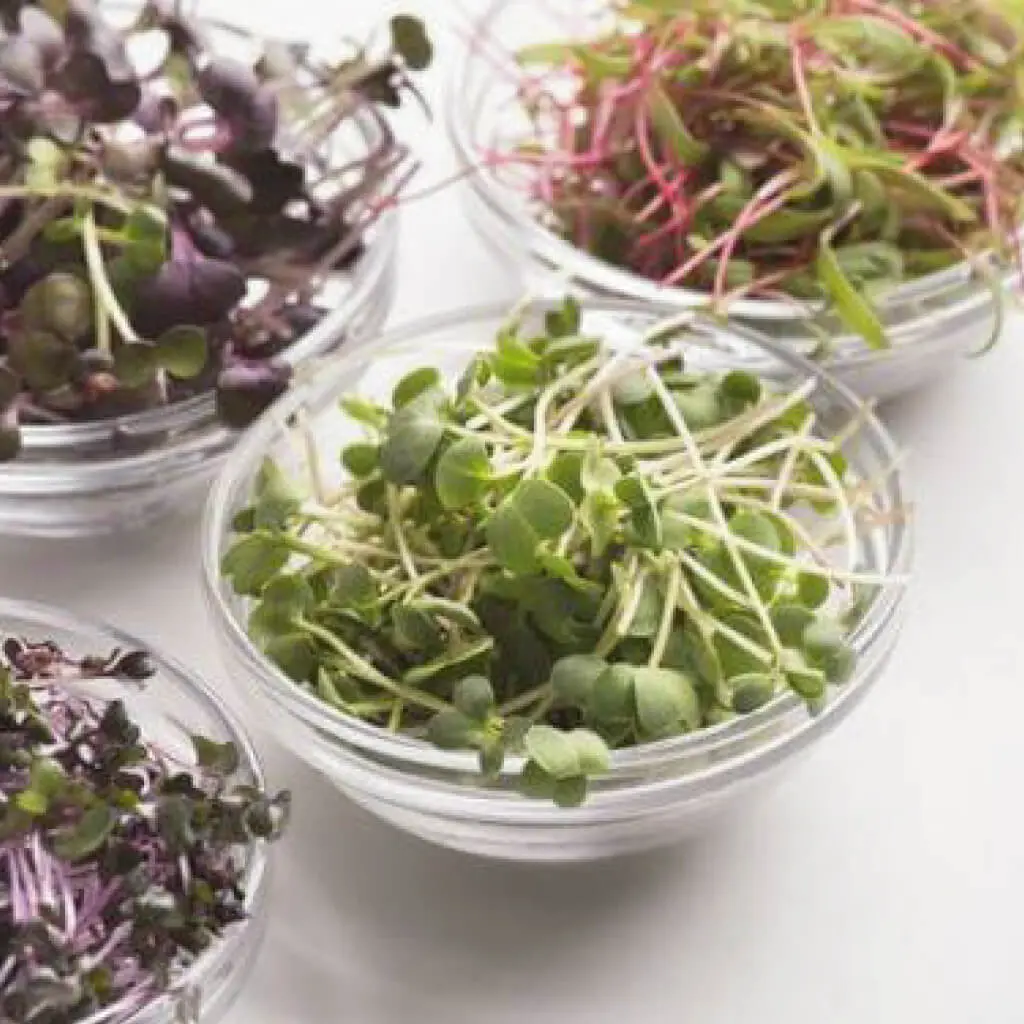Microgreen Seeds