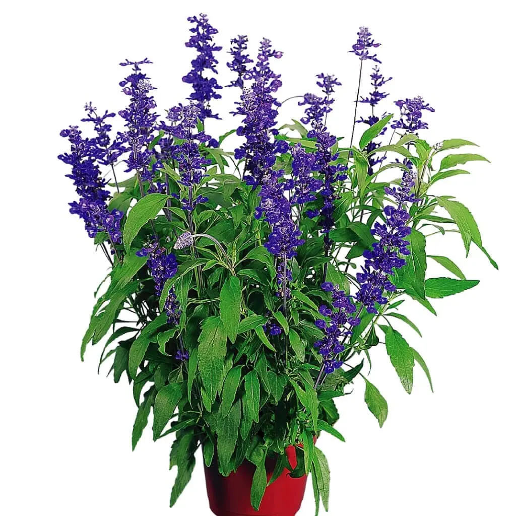 Salvia