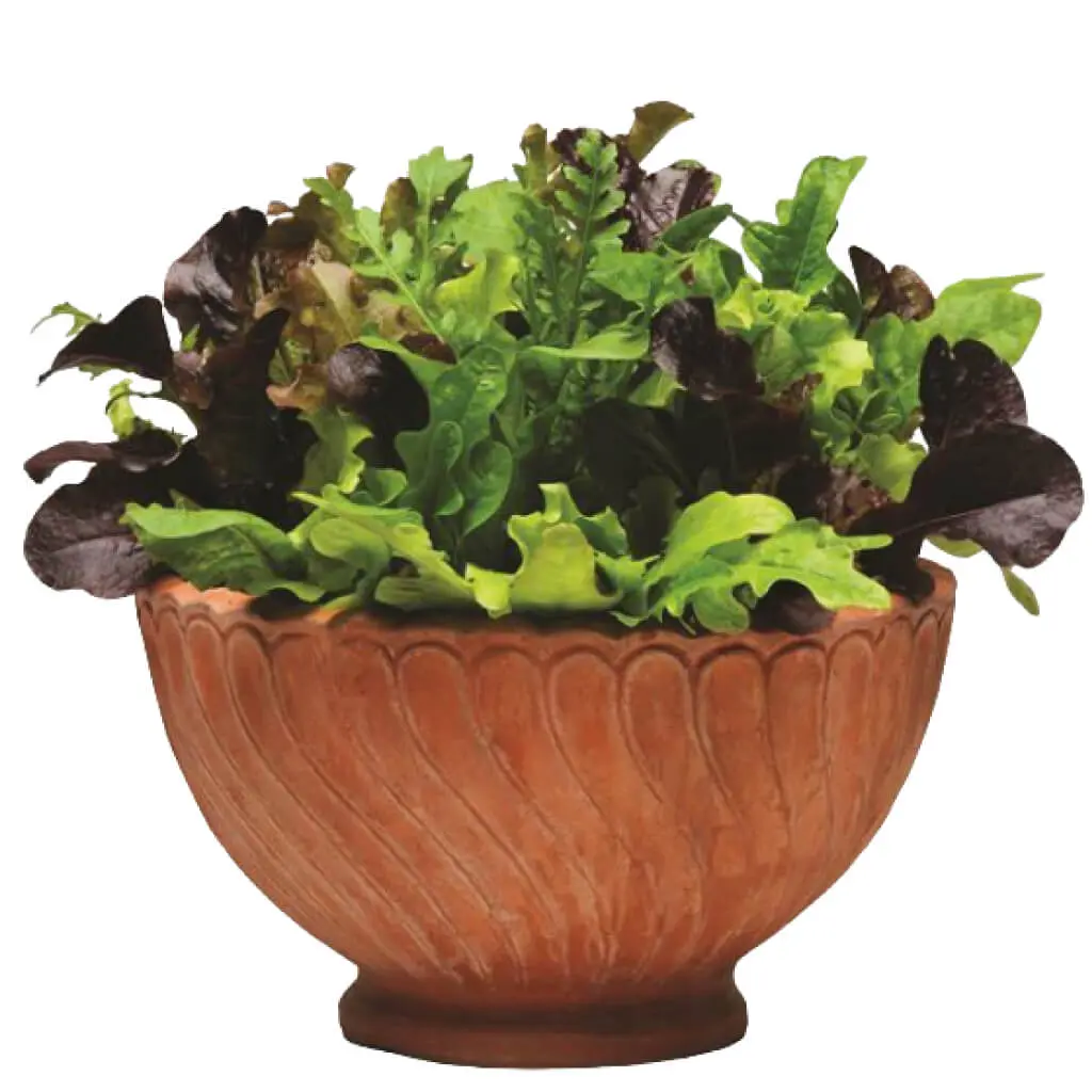 SimplySalad