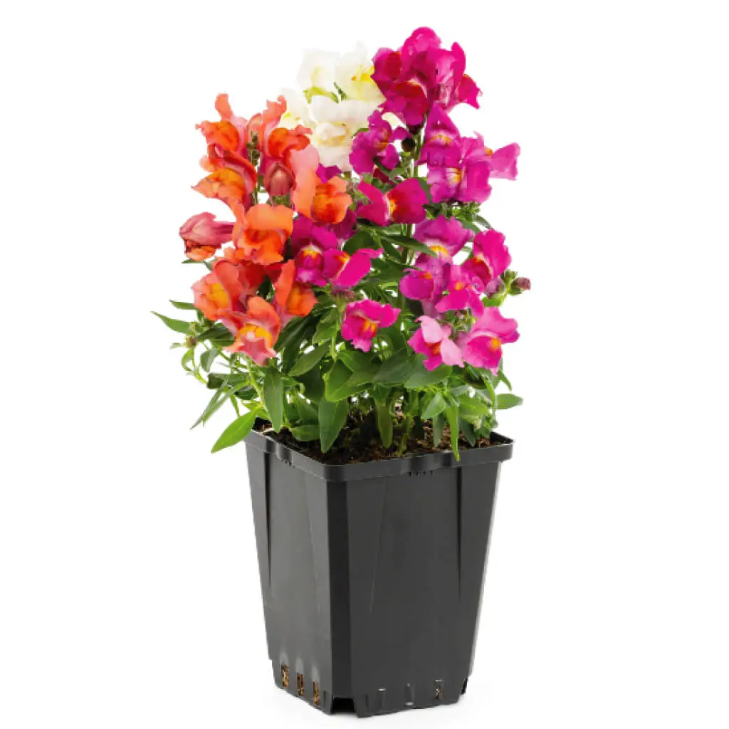 Snapdragon