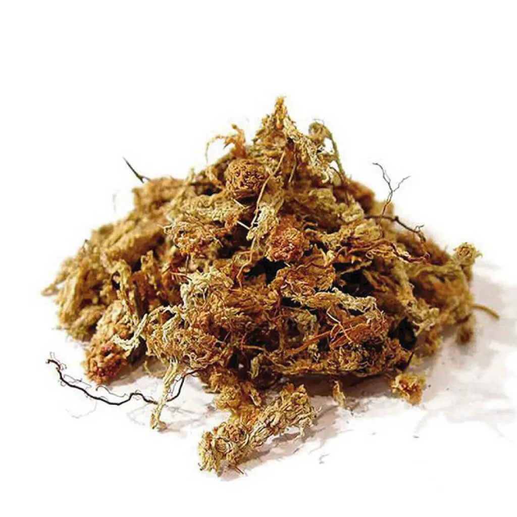 Sphagnum Moss