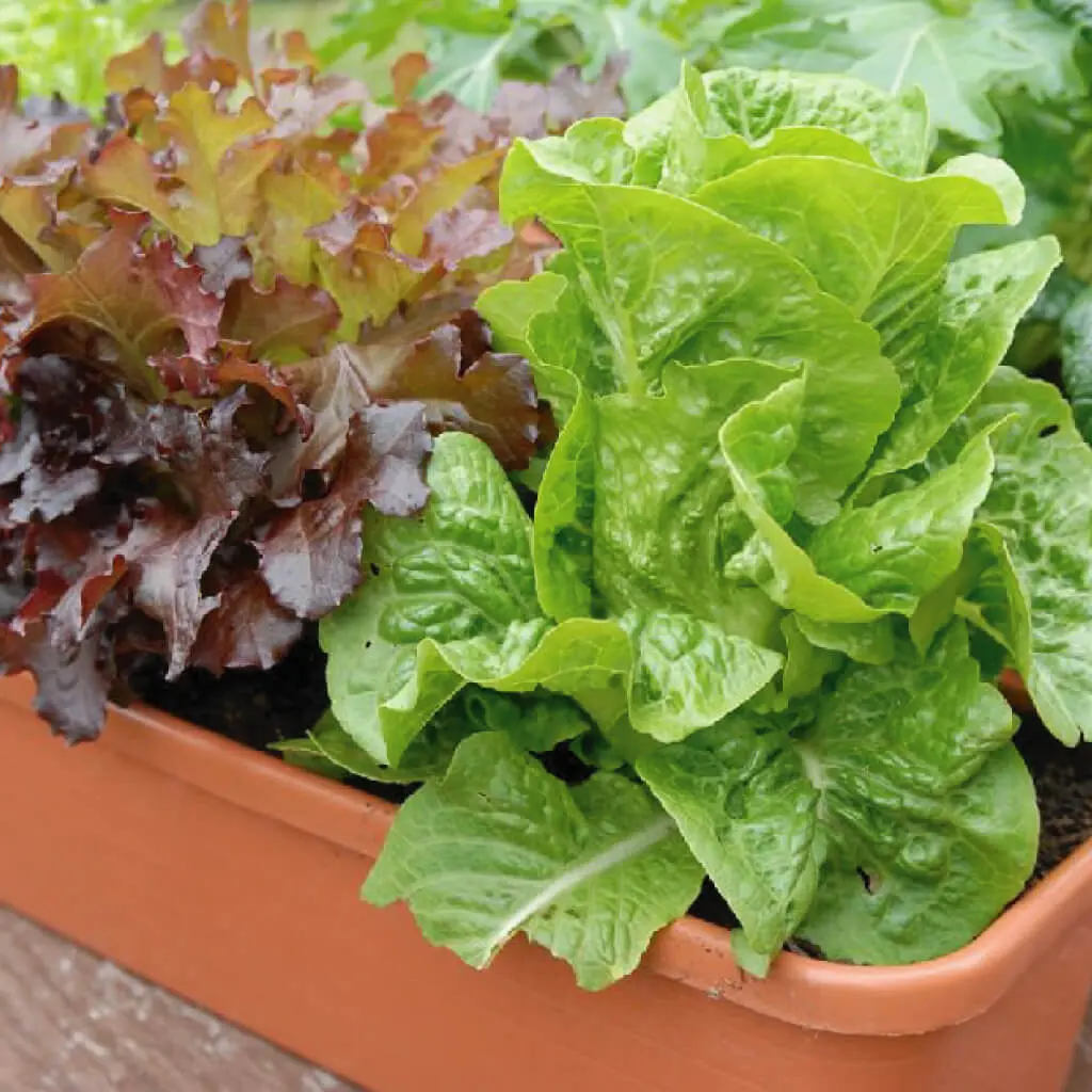 Vegetable Seeds