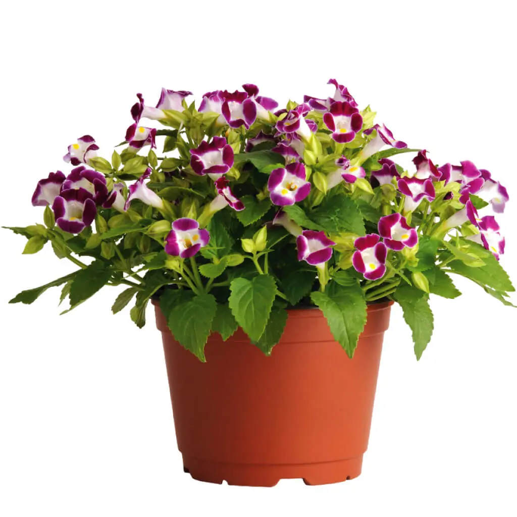 Torenia