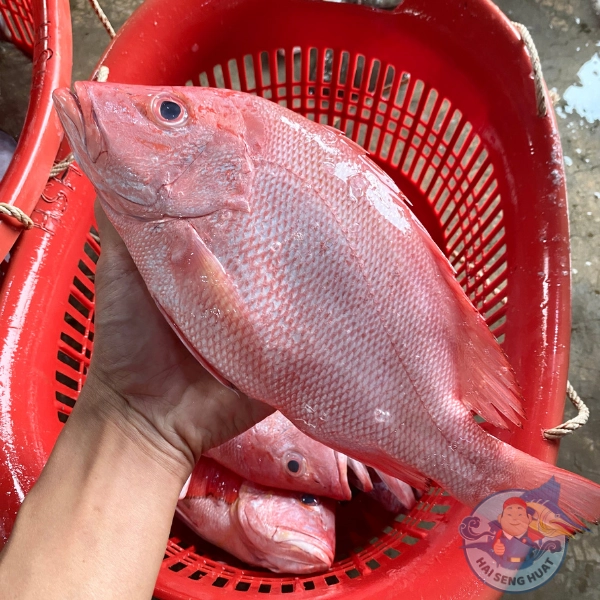 Red Snapper (Wild) | 红鸡鱼 (野生) | Fresh Seafood Direct from Sekinchan ...