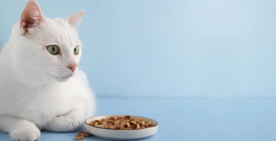 What is the best food for a cat? | Pet Castle Ventures