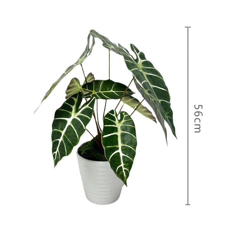 ROMANTIKA 56CM POTTE