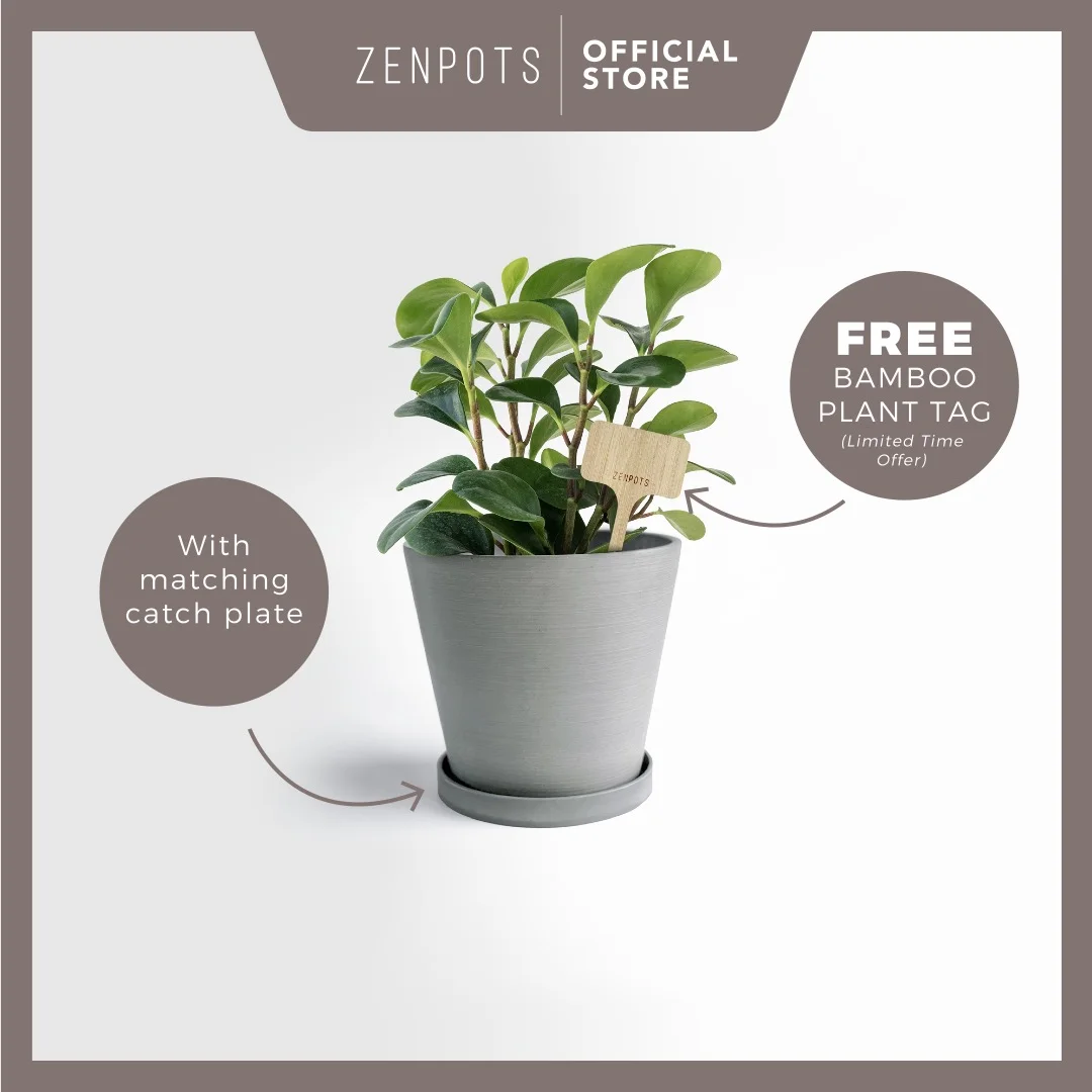 Zenpots 20cm Pot (wi