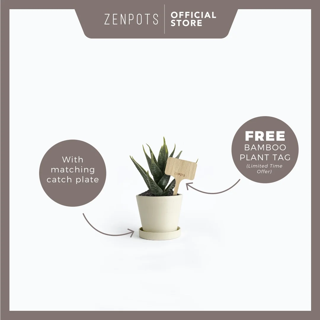 ZENPOTS 10cm Pot (Wi