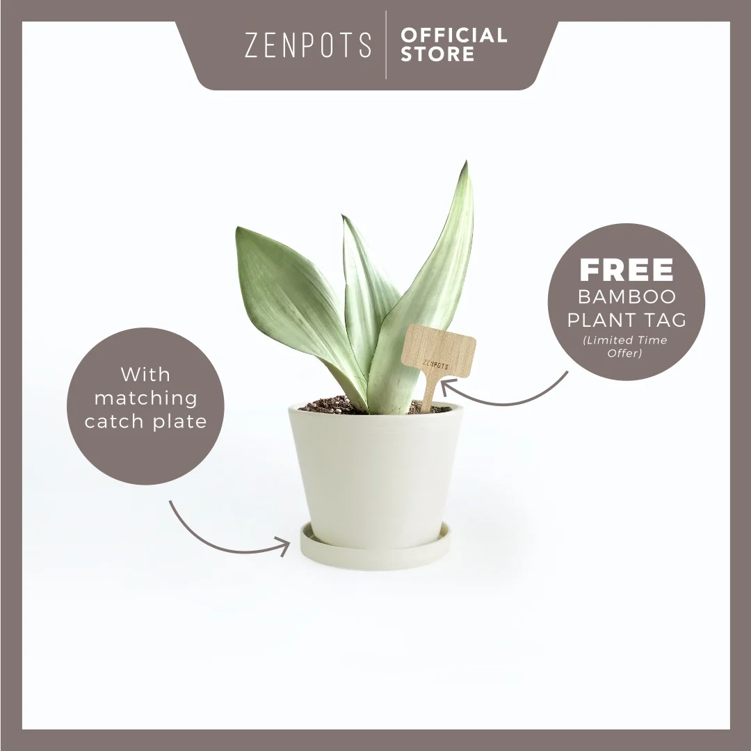 ZENPOTS 14cm Pot (Wi