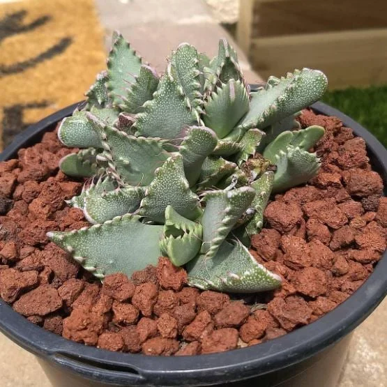 1L 10-20mm Red Lava