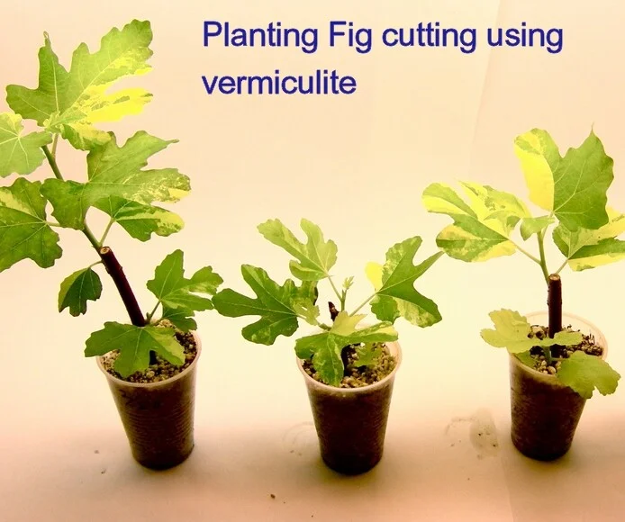 2L Vermiculite Mediu