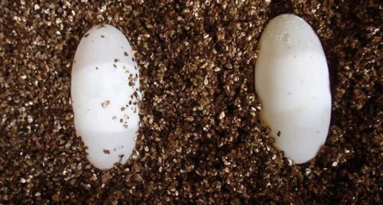 2L Vermiculite Mediu