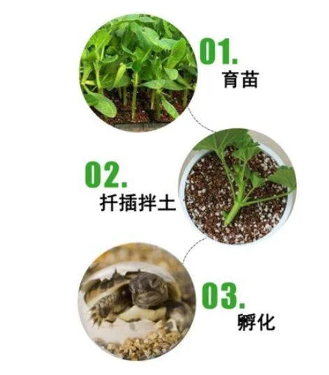 2L Vermiculite Mediu