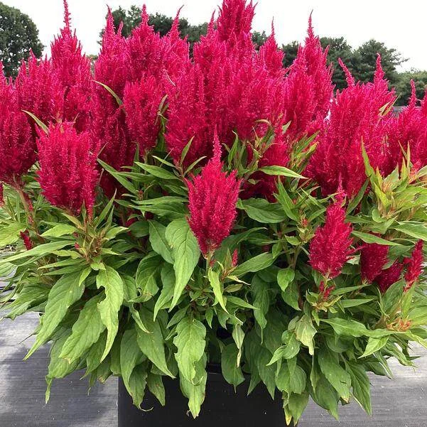 Celosia Flamma Rose