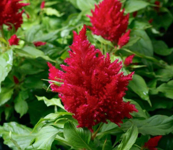 Celosia Flamma Rose