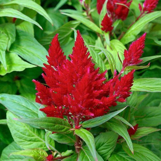 Celosia Flamma Brigh
