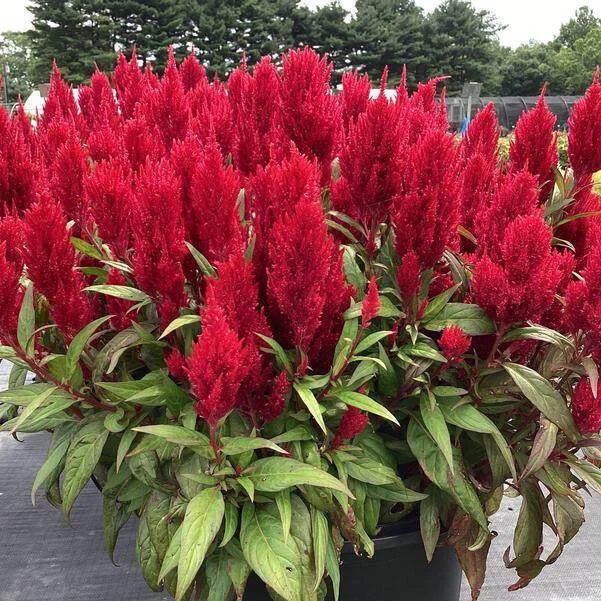 Celosia Flamma Brigh