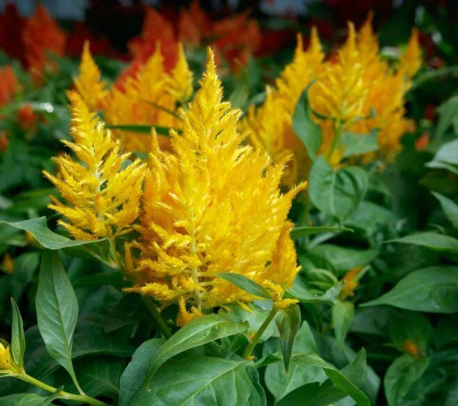 Celosia Flamma Golde