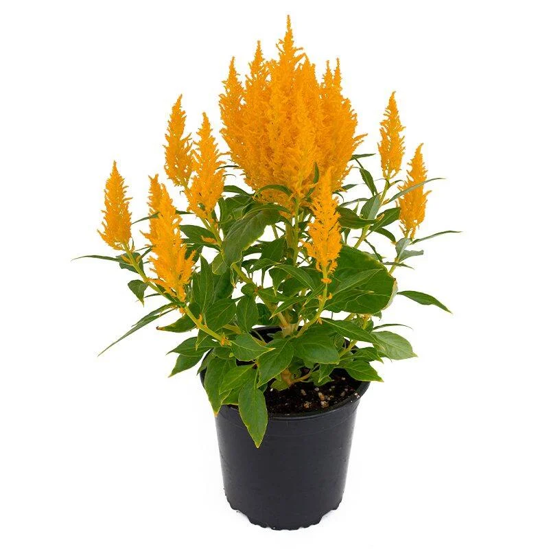 Celosia Flamma Golde