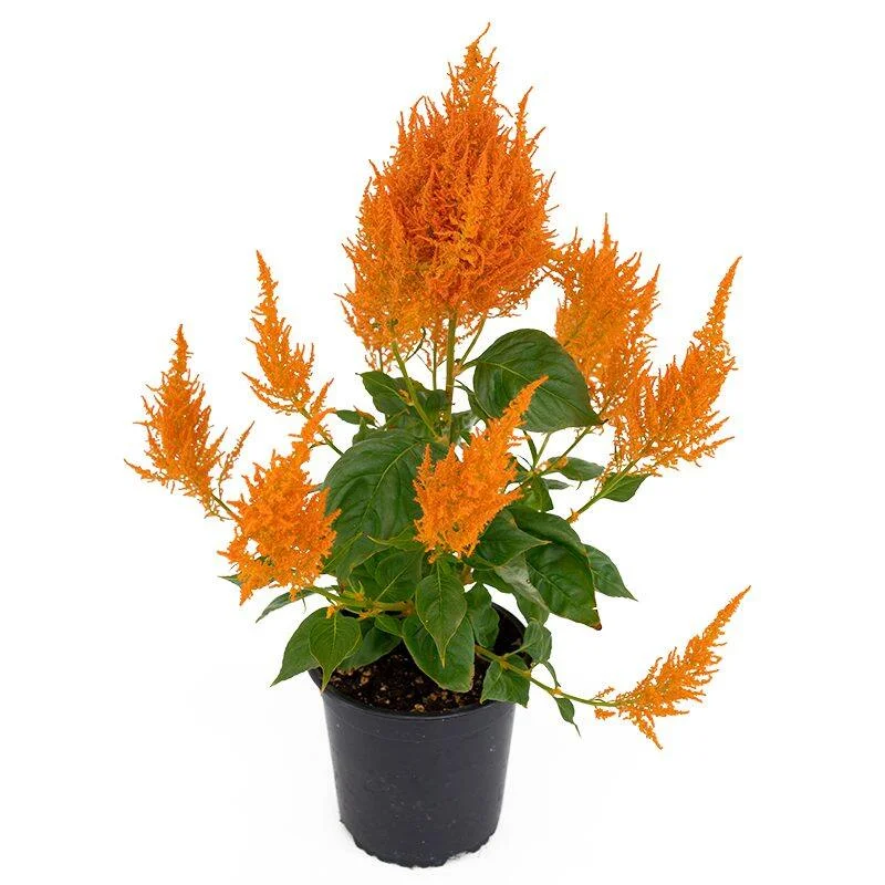 Celosia Flamma Orang