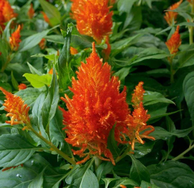 Celosia Flamma Orang