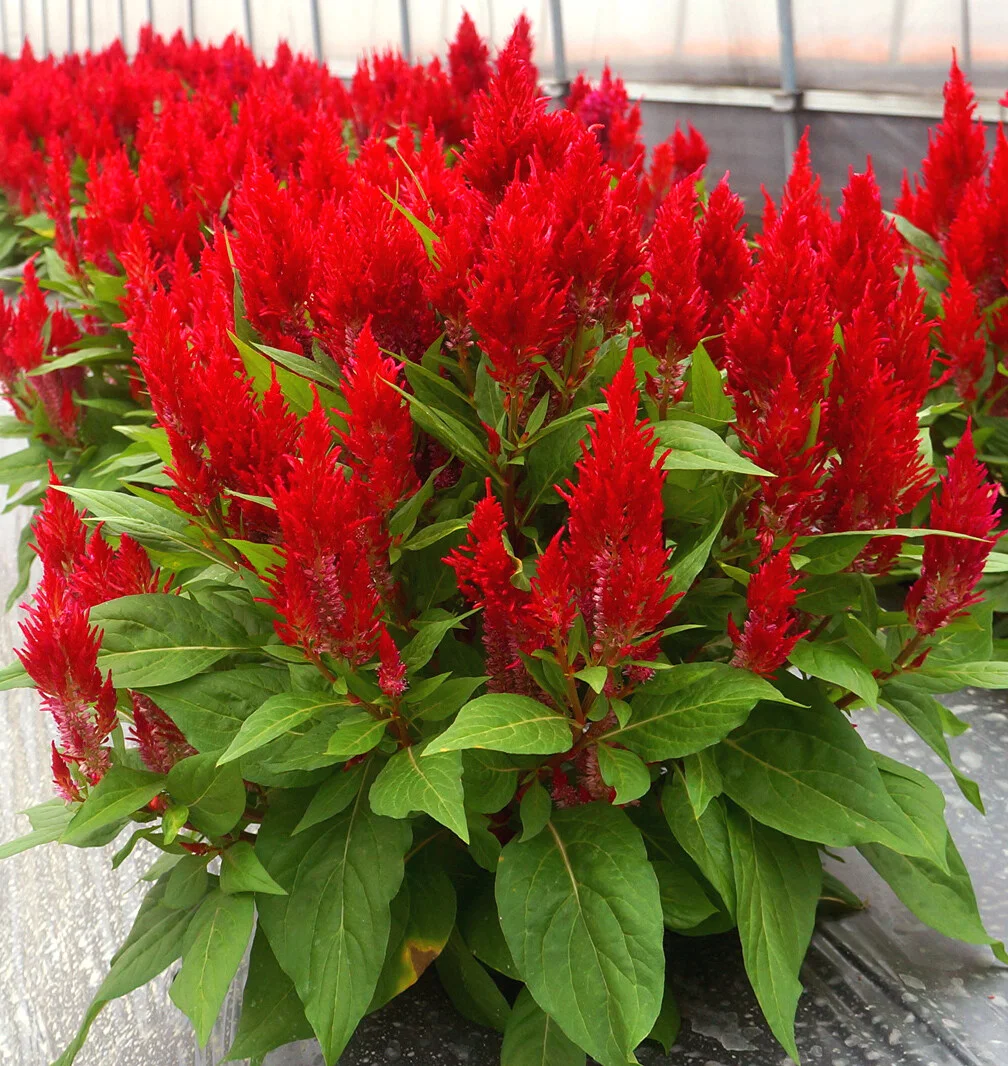 Celosia Flamma Red (