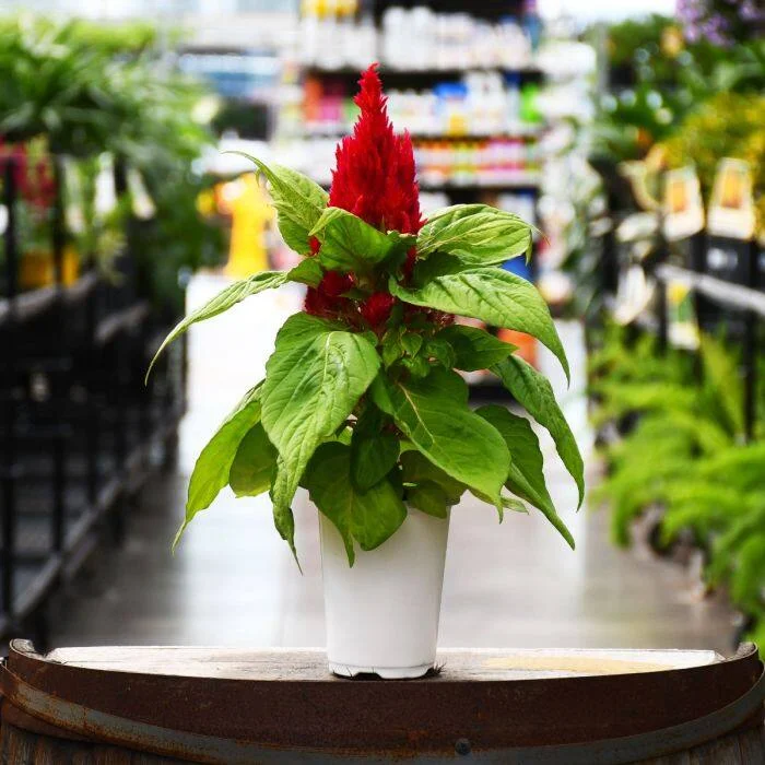 Celosia Flamma Red (
