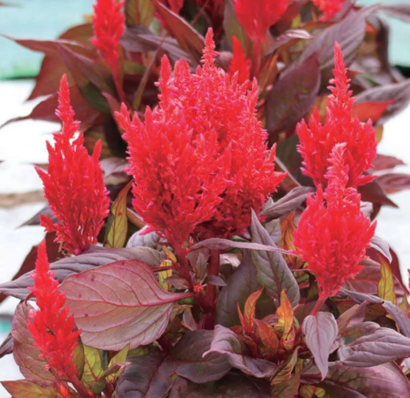Celosia Flamma Red W