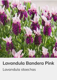 Lavender Bandera Mix