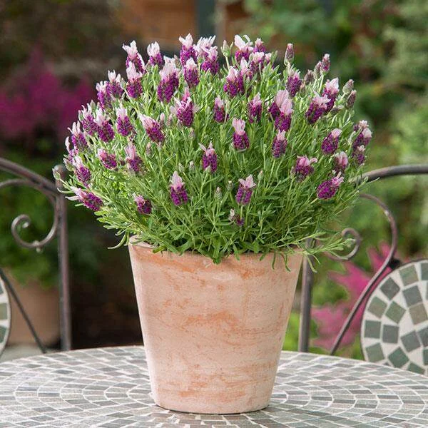 Lavender Bandera Mix