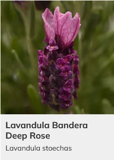 Lavender Bandera Mix