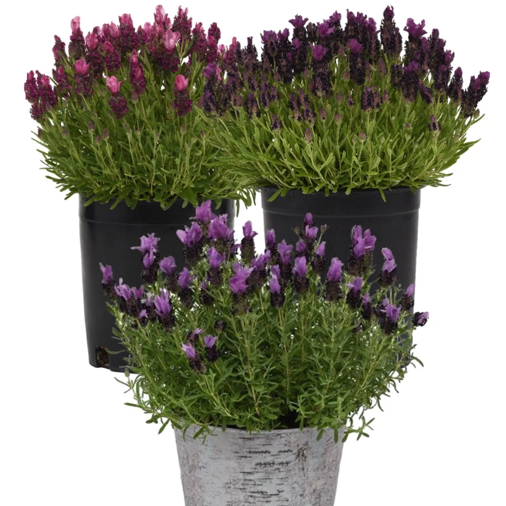 Lavender Bandera Mix