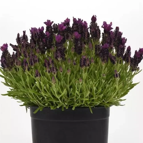 Lavender Bandera Mix