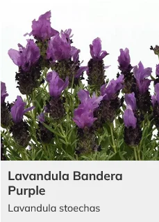 Lavender Bandera Mix