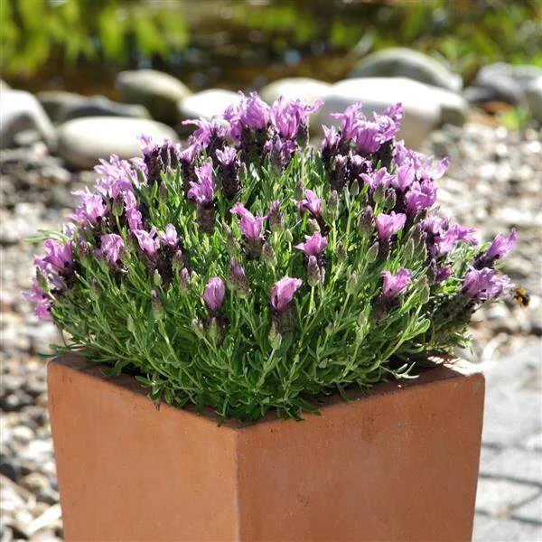 Lavender Bandera Mix