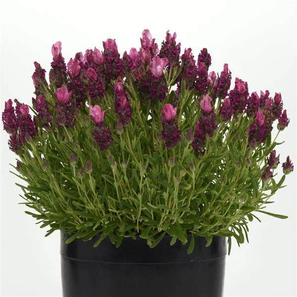 Lavender Bandera Mix