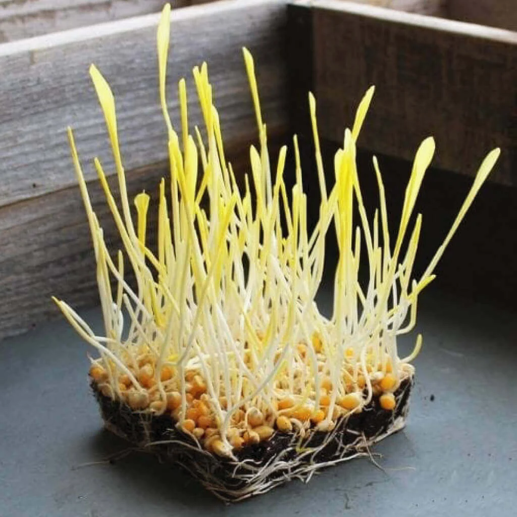 Corn - Yellow Popcor