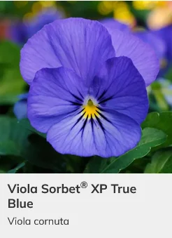 Viola Sorbet XP Mix