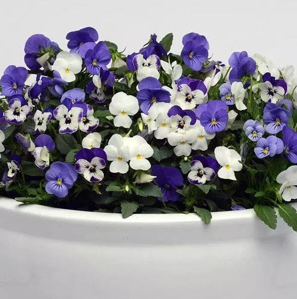 Viola Sorbet XP Mix