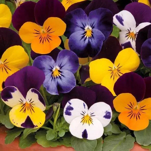 Viola Sorbet XP Mix