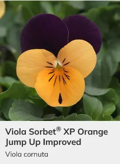 Viola Sorbet XP Mix