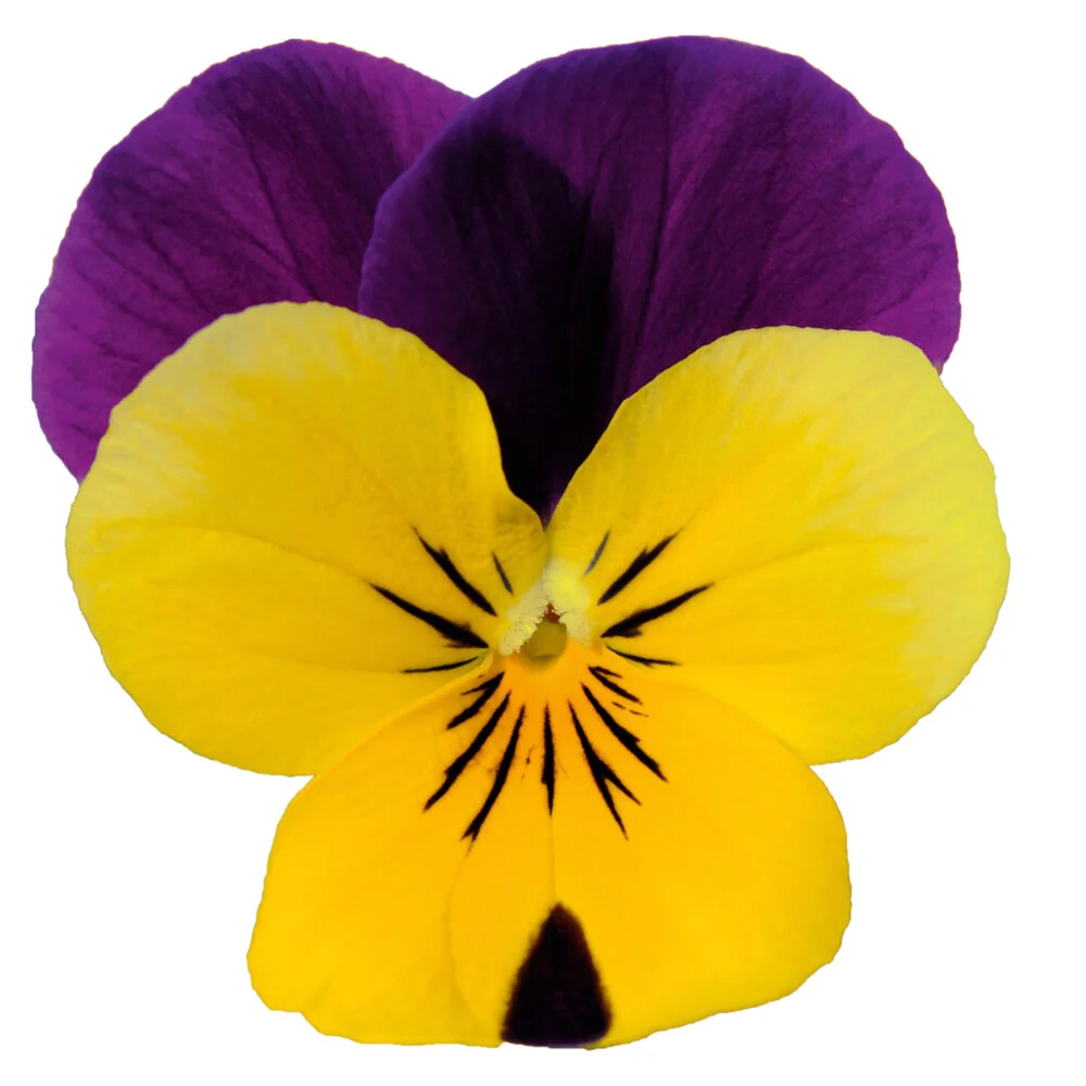 Viola Sorbet XP Mix