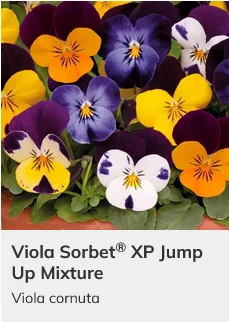Viola Sorbet XP Mix