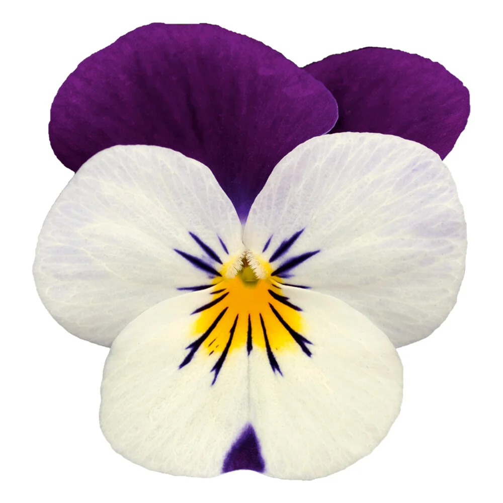 Viola Sorbet XP Mix